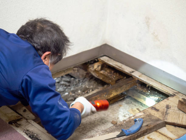 Best Commercial Mold Removal  in Gahanna, OH