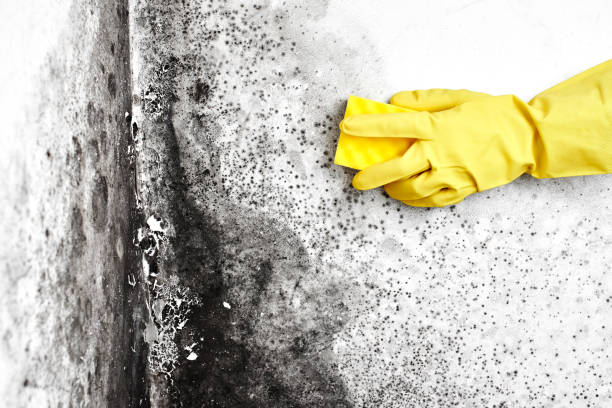 Best Emergency Mold Removal  in Gahanna, OH