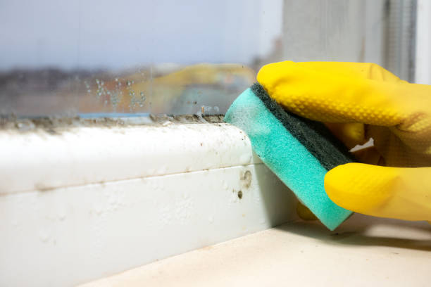 Trusted Gahanna, OH Mold Removal Experts